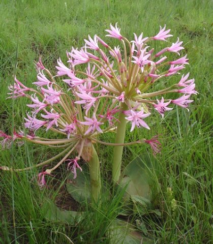 Brunsvigia radulosa lighter flowering form